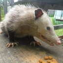 cryptopossum